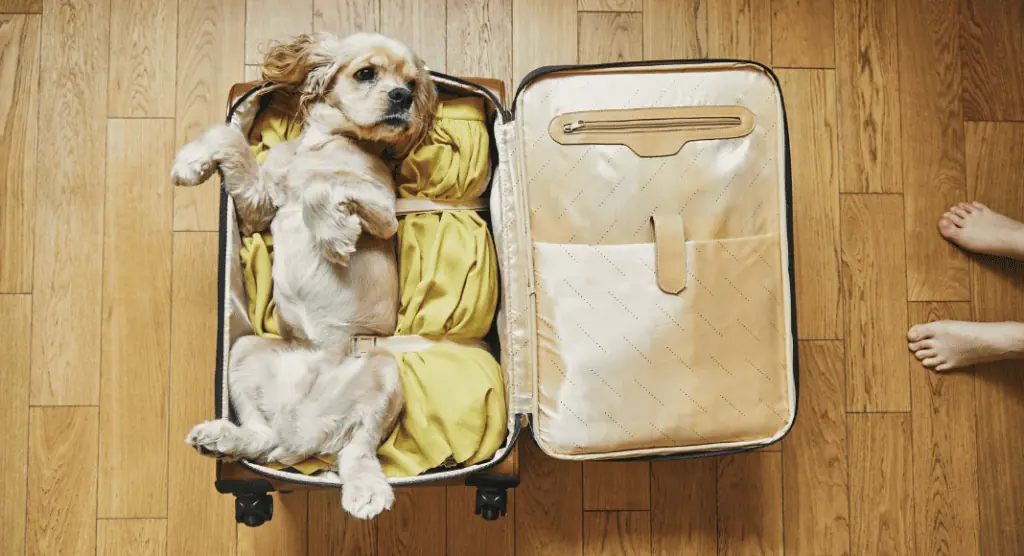 Voyager avec des animaux à bord d’Air France : comment faire ?