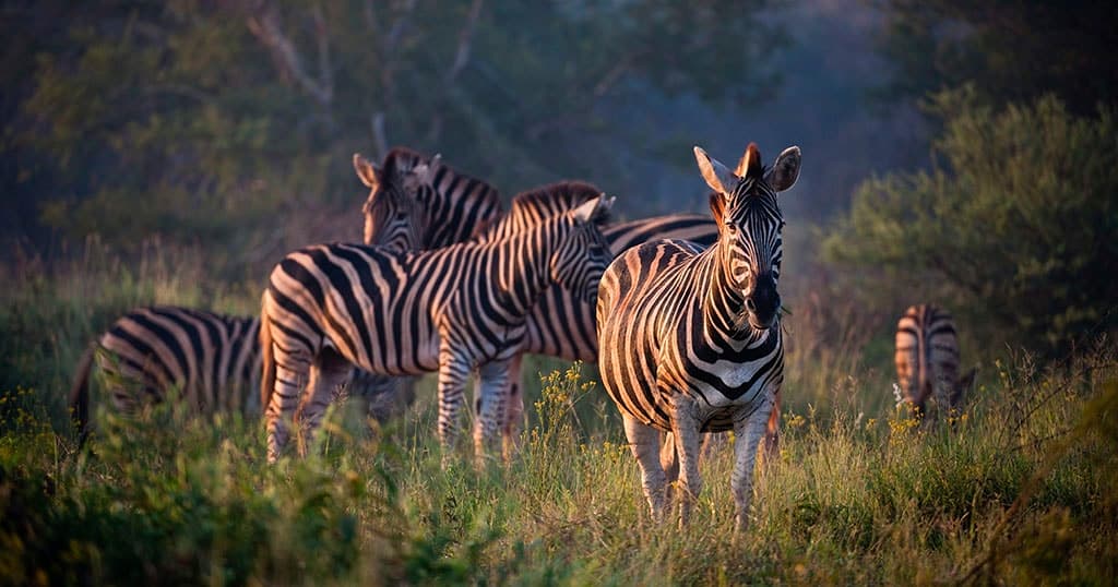 Safari en Afrique : une merveilleuse aventure avec les animaux sauvages