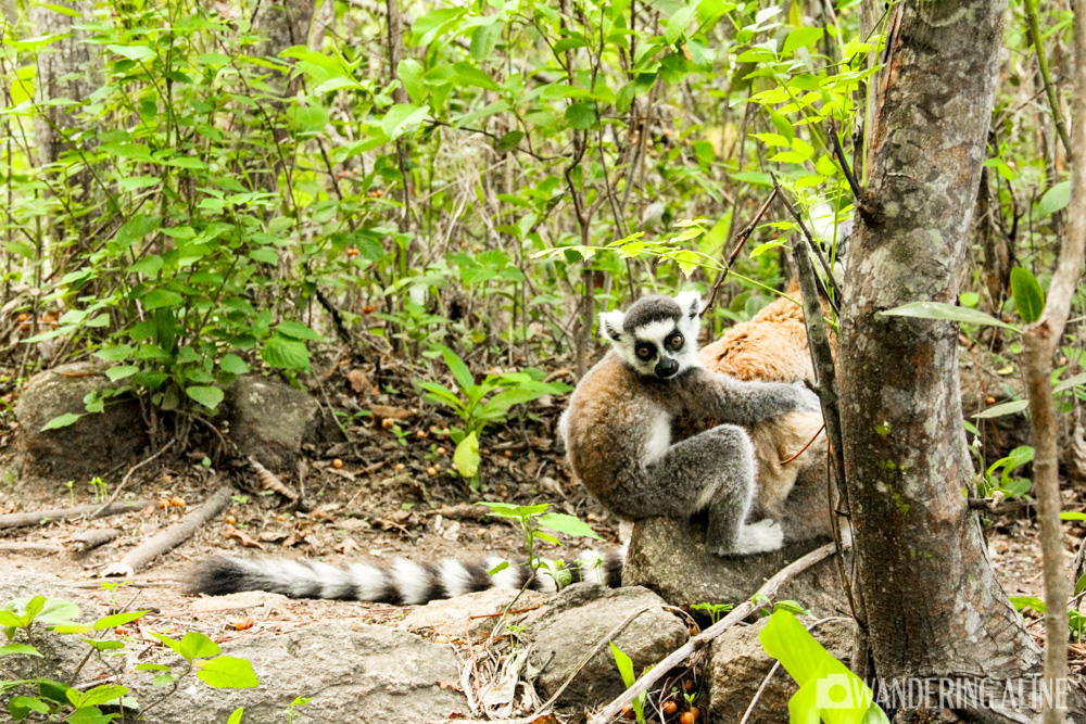 Bébé lémur à queue annelée