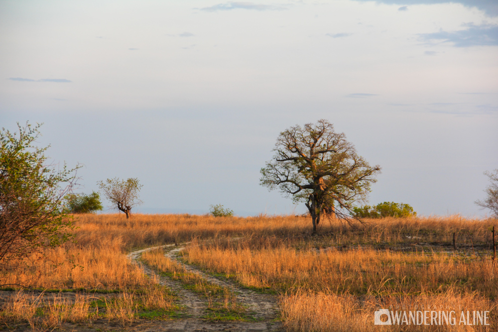 Safari en Afrique