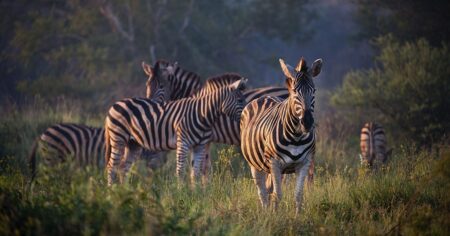 Safari Afrique Zèbre