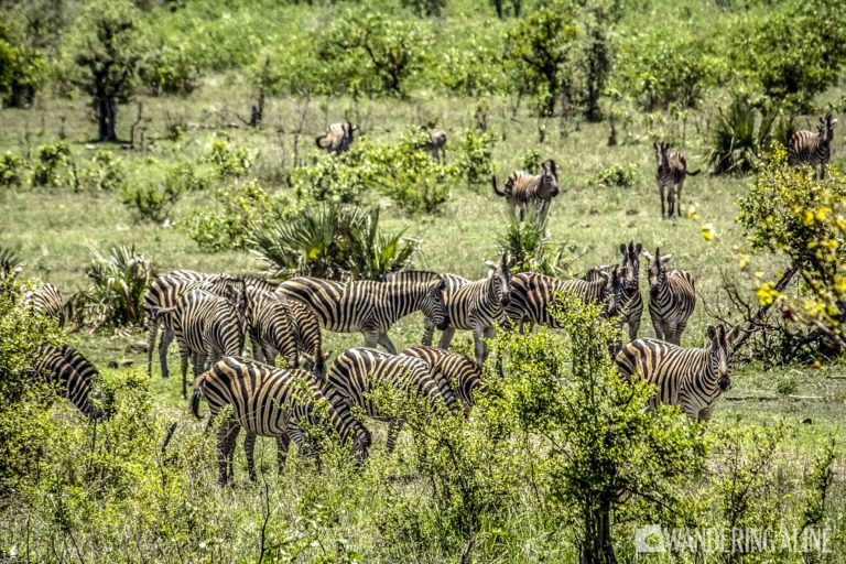 Safari en Afrique - Parc national Kruger