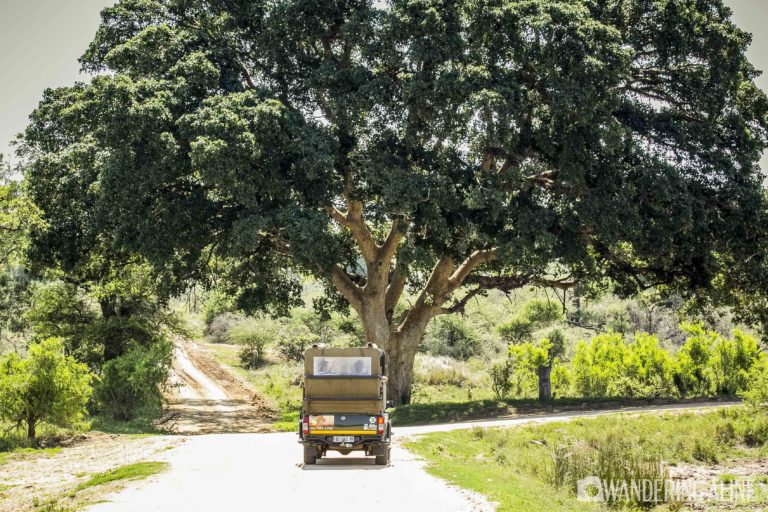 Safari en Afrique - Parc national Kruger