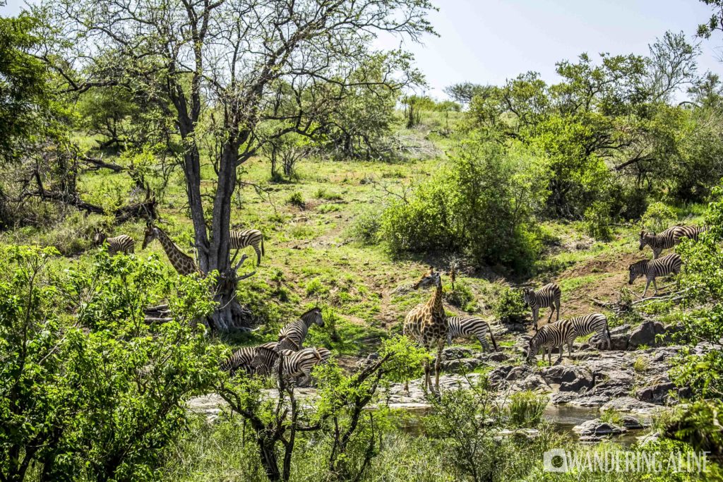 Safari en Afrique - converger vers un point d'eau à Kruger