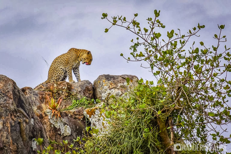 Safari en Afrique - Léopard