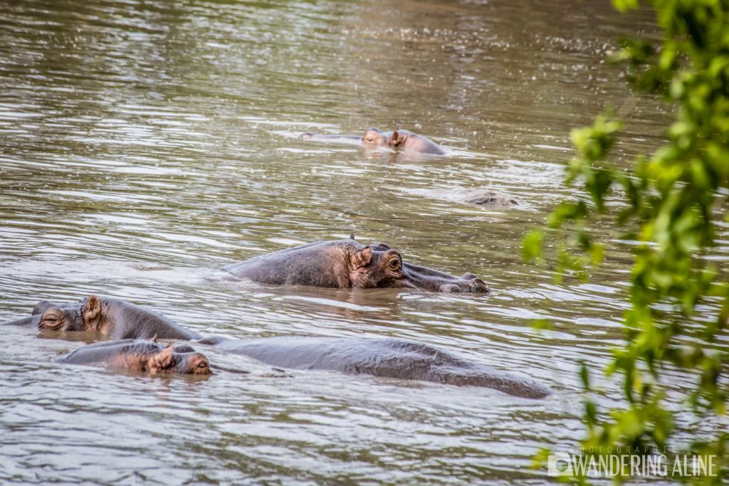 Safari en Afrique - Hippopotames