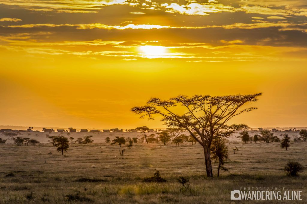 Safari-in-Africa-Maasai-Serengeti-Ngorongoro-3739-1024×683