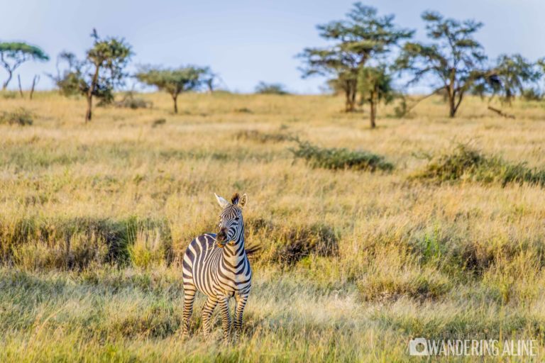 Safari en Afrique - Zèbre