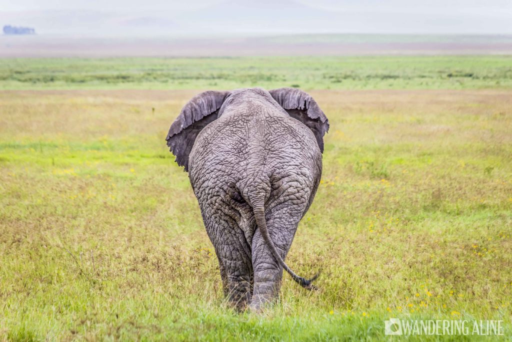 Safari en Afrique - Éléphant qui marche de dos