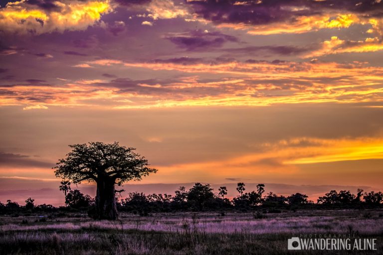 Safari en Afrique Paysage du delta de l'Okavango