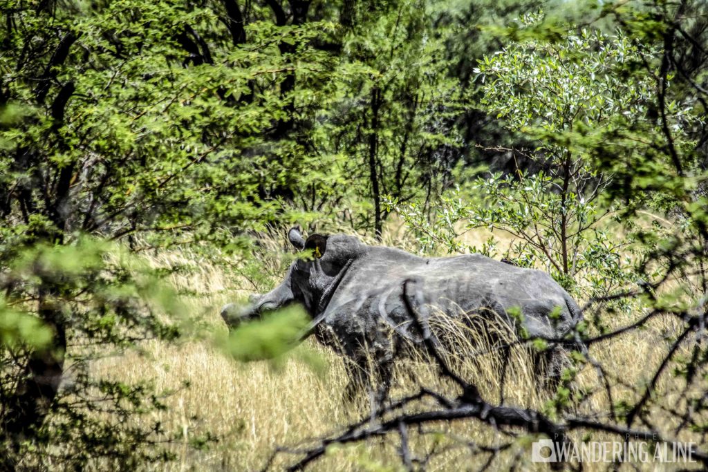 Safari en Afrique - Rhinocéros