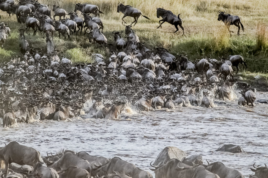 Les gnous traversent la rivière Mara