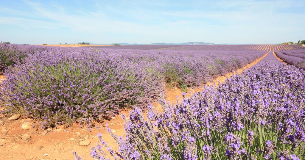Visiter le plateau de Valensole dans le Parc naturel régional du Verdon