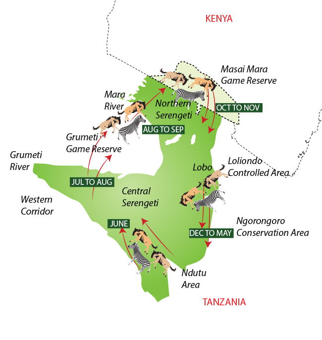 Carte migration de gnous