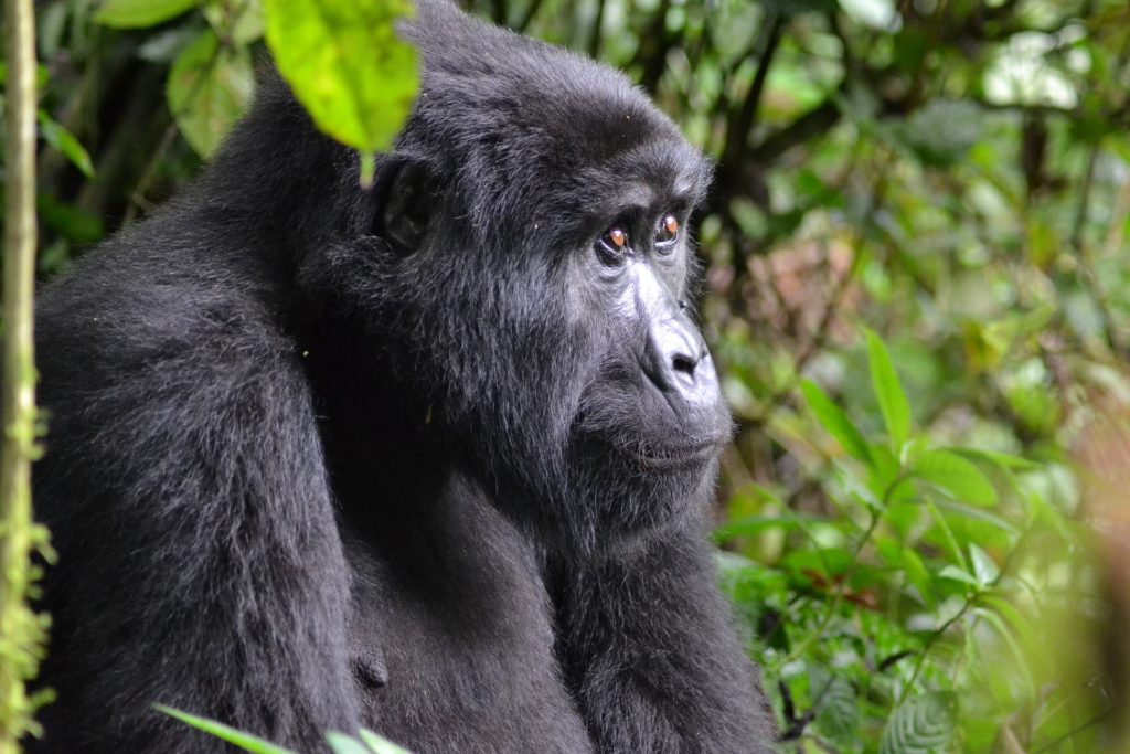Forêt impénétrable de Bwindi en Ouganda