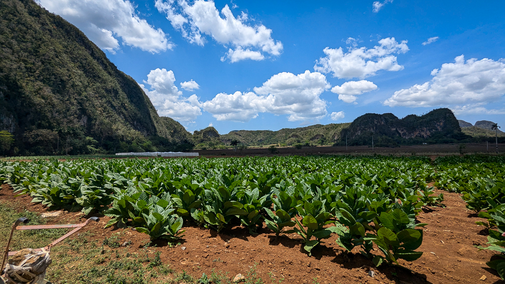 Vinales Cuba