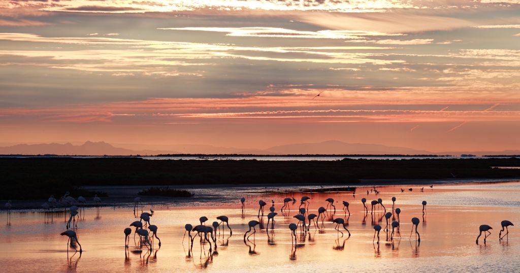 Marais Vigueirat, en Camargue