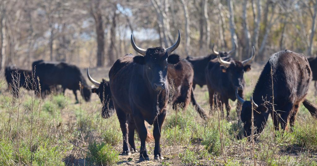 Camargue