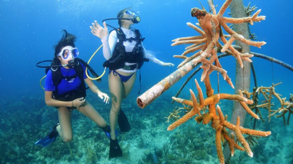 Cuba Plus Travel - Dive and Revive