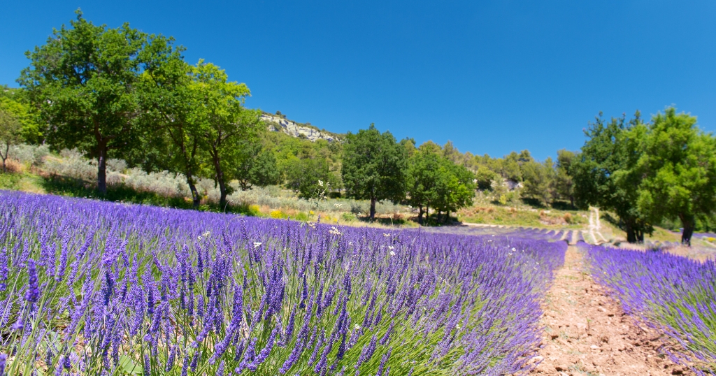 Champs de lavande dans le Luberon