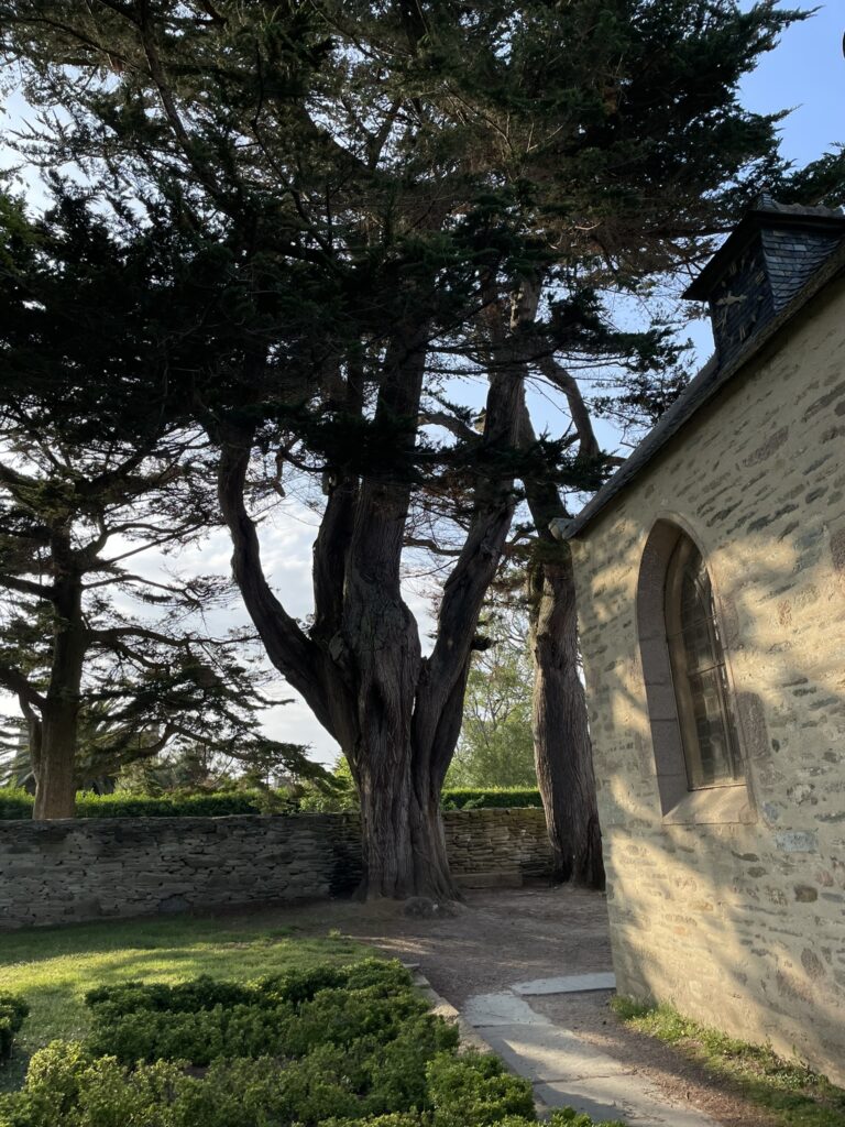 Vieux cyprès aux troncs noueux derrière le mur de pierre jouxtant l'église de Loquirec en Bretagne.