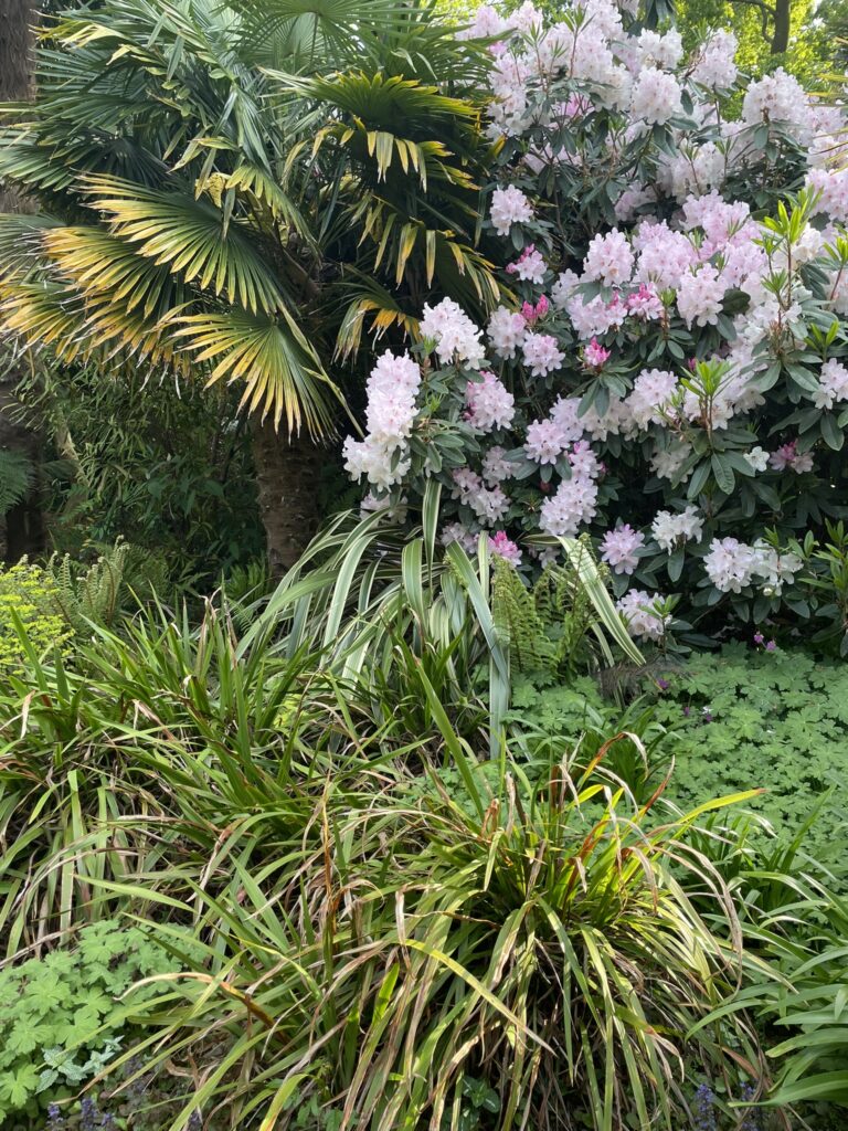 Massif dense mêlant palmier, feuillage luxuriant et grand rhododendron rose en pleine floraison printanière.